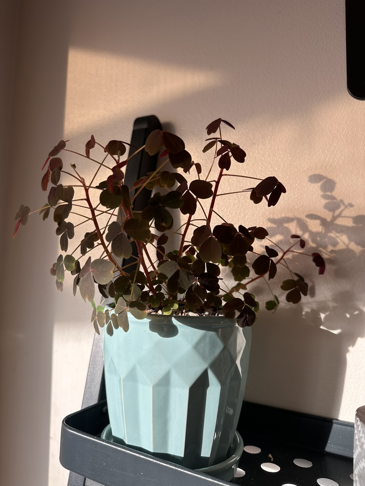 Zinfandel Oxalis vulcanicola plant, lucky leaves plant