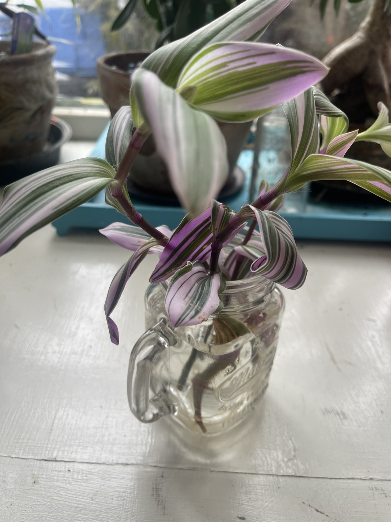 Tradescentia plant cutting🥕$5 for 2 image indicator(2)