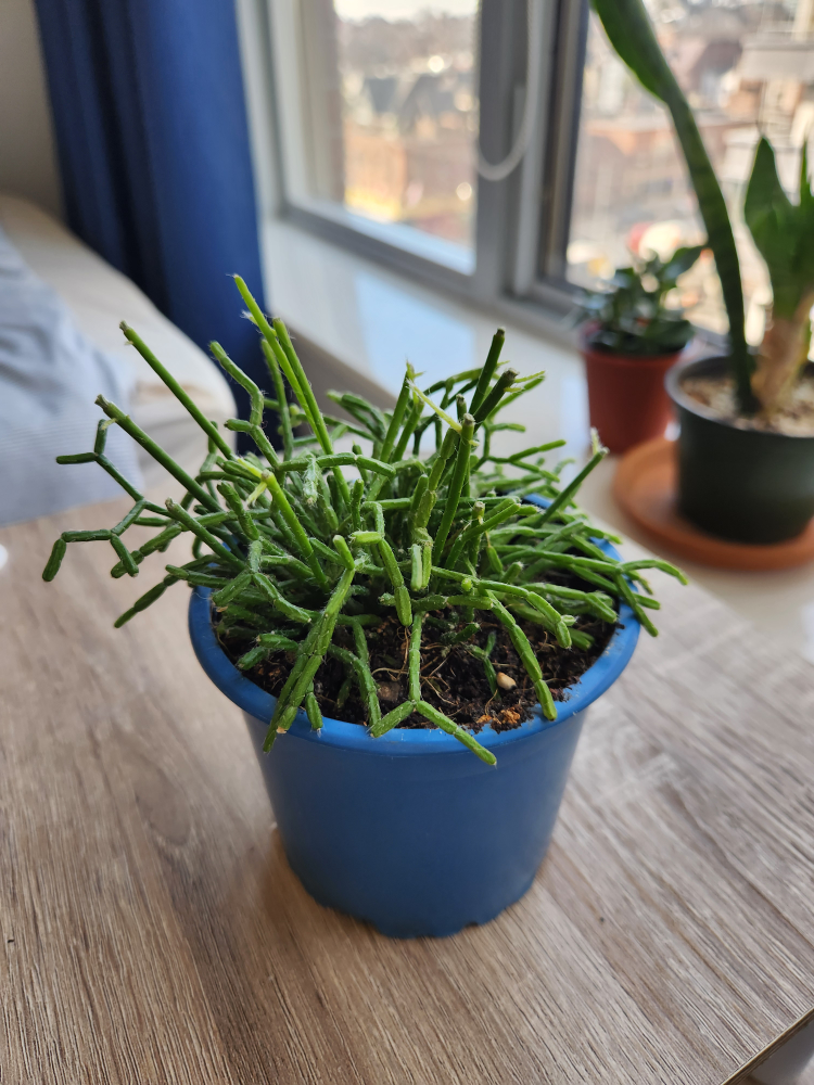 plant #freecycle thumbnail