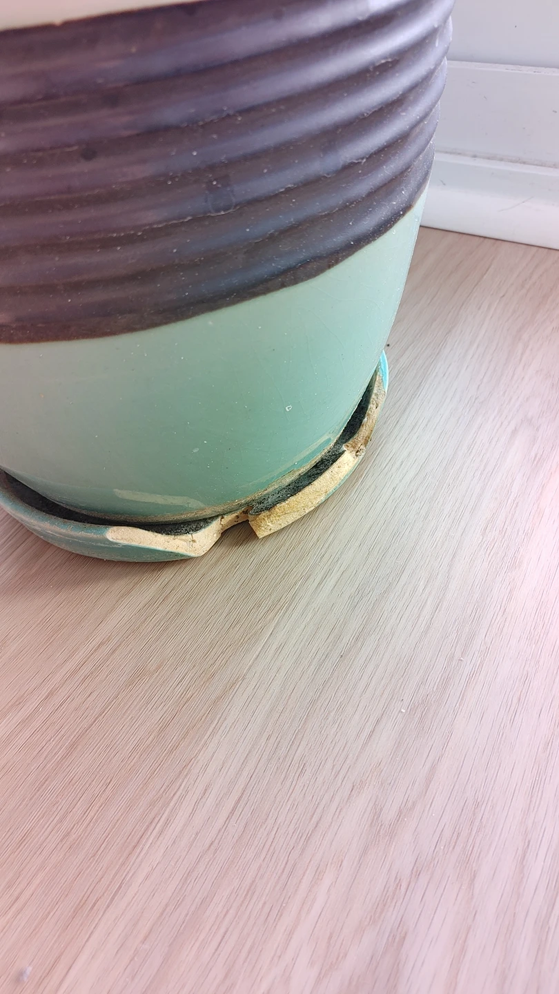 Indoor plant for sale - photo 3