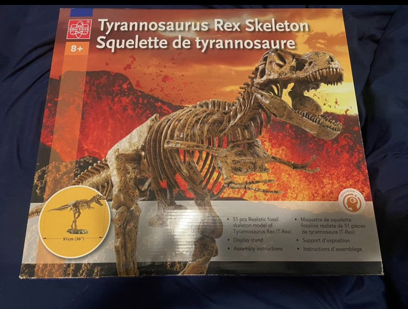 Tyrannosaurus Rex skeleton - EDU Toys