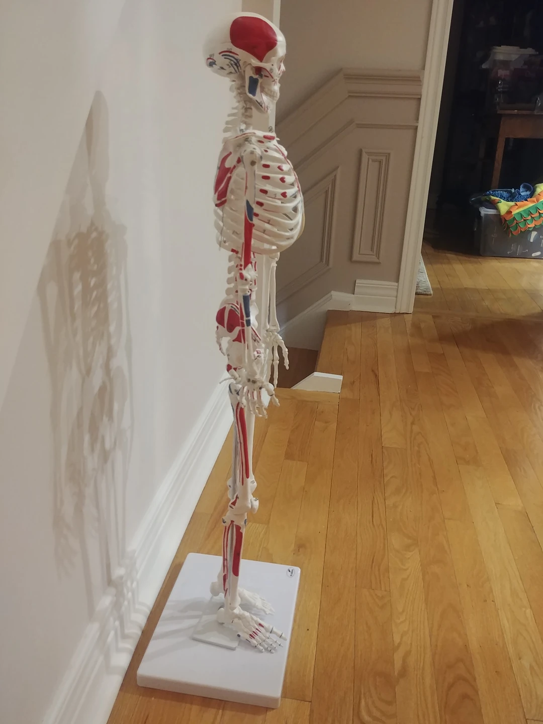 Muscular Skelton Model image indicator(5)