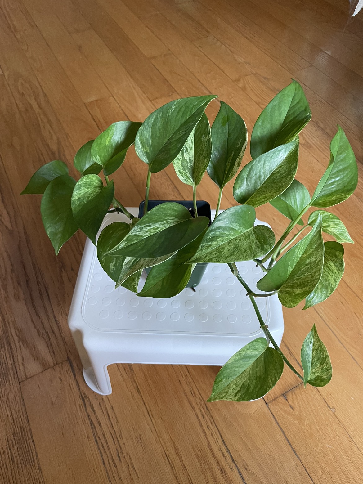 🪴Golden Pothos Plant - photo 2