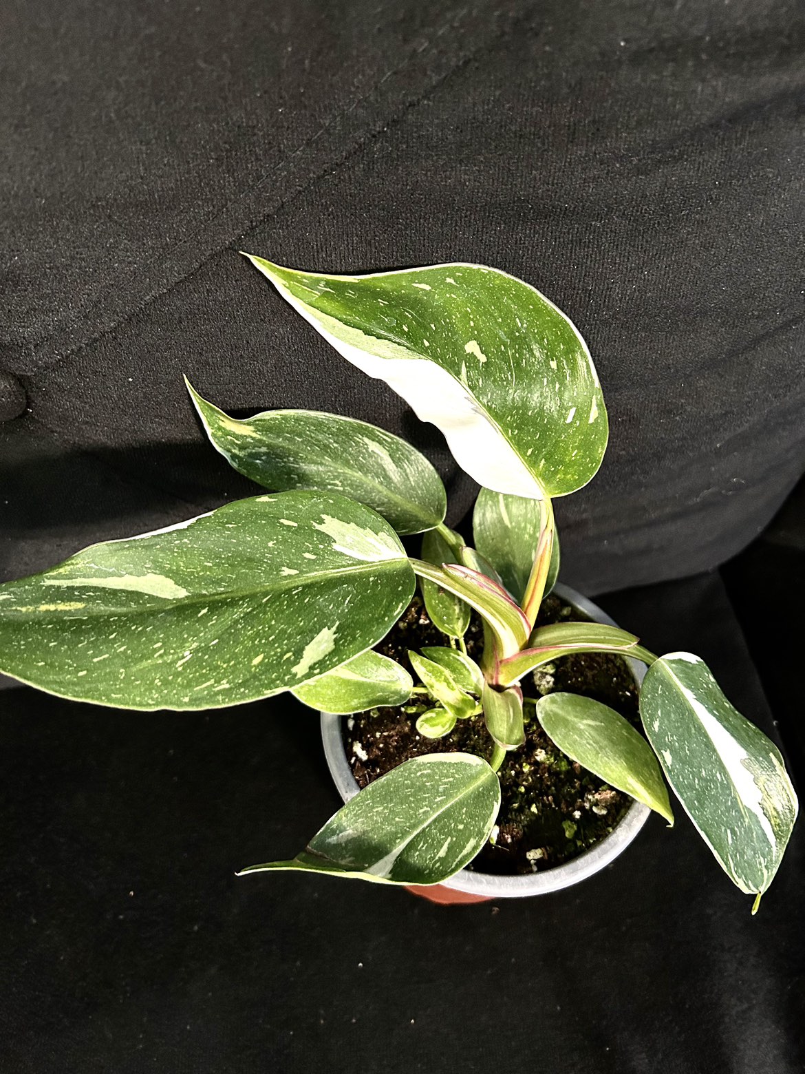 Philodendron white princess thumbnail