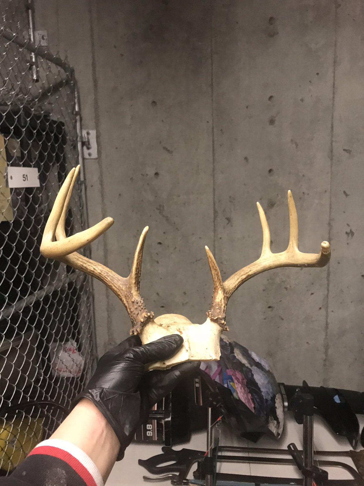 🥕Small black tail horn deer horn thumbnail