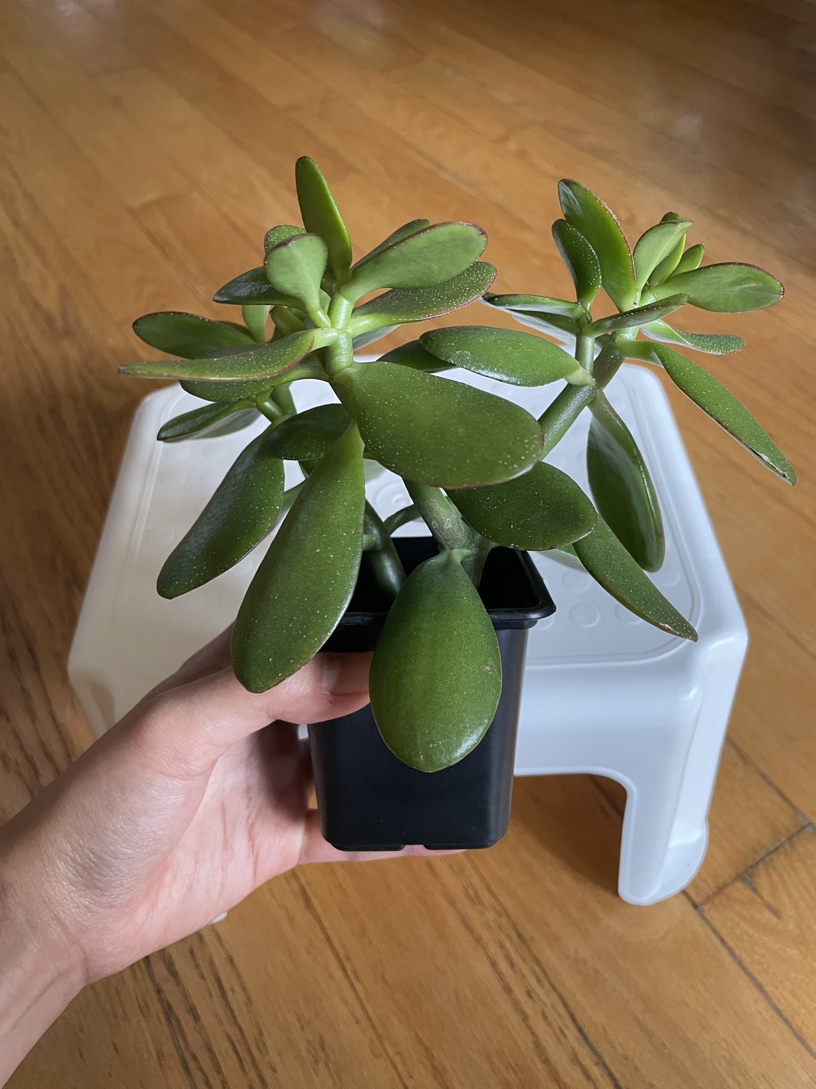 🪴Jade Plant thumbnail
