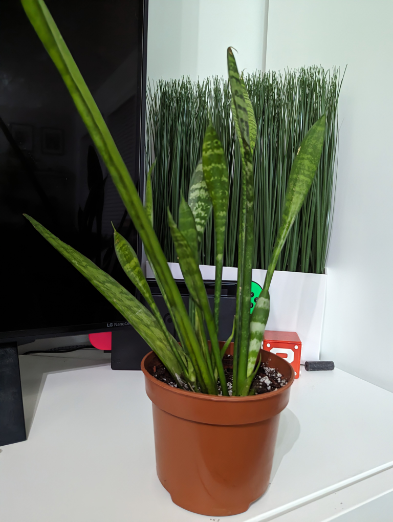 Two snake plants thumbnail