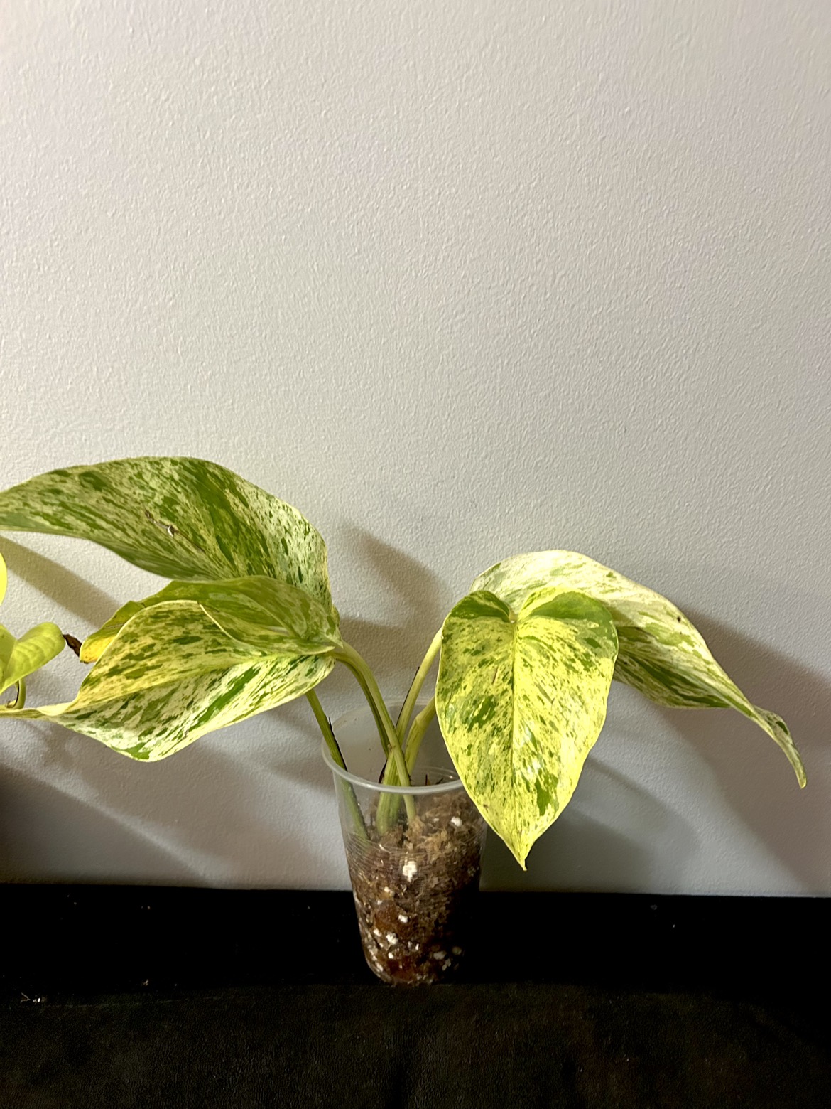 Marble queen pothos thumbnail