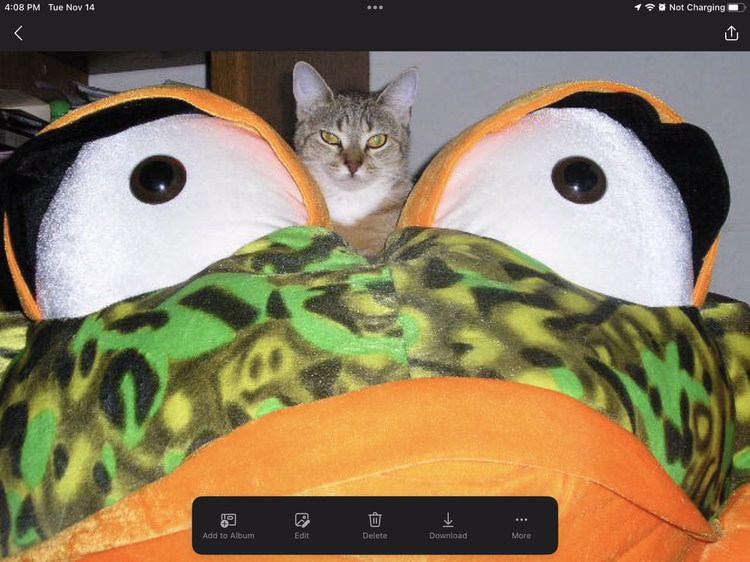 Giant Green & Orange Leopard Frog Stuffed Animal - photo 5