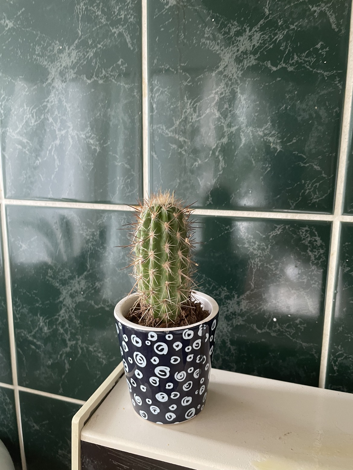 Catus thumbnail