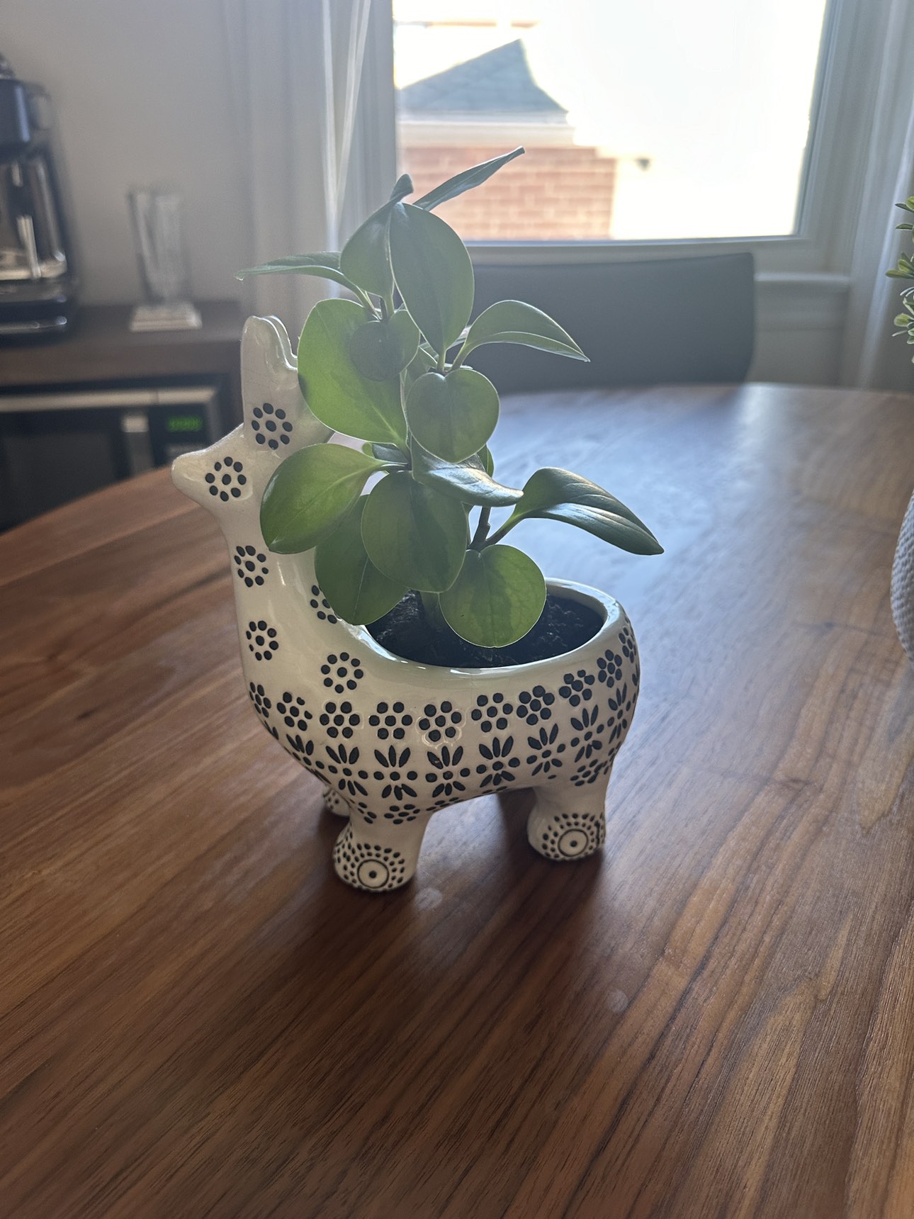 Llama with plant included