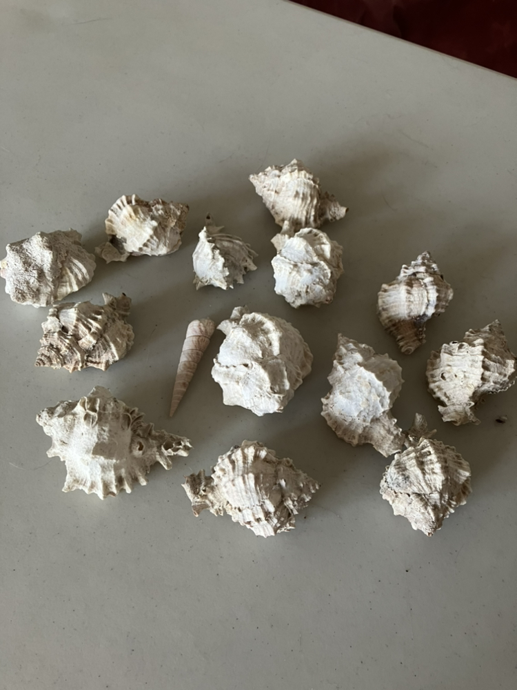 Shells , 14 pcs, $12 - photo 3