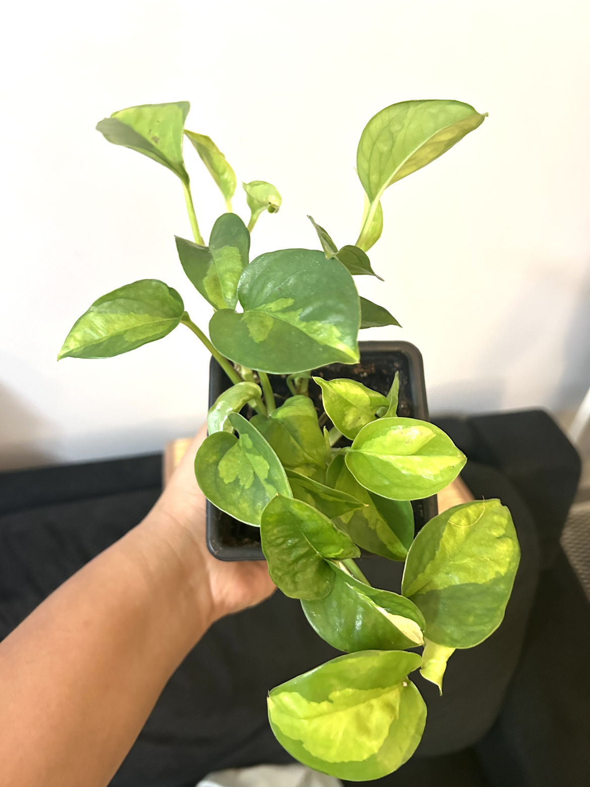 Rare Global Green Pothos thumbnail