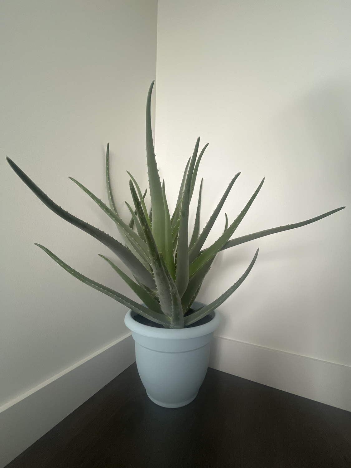 Aloe Vera thumbnail