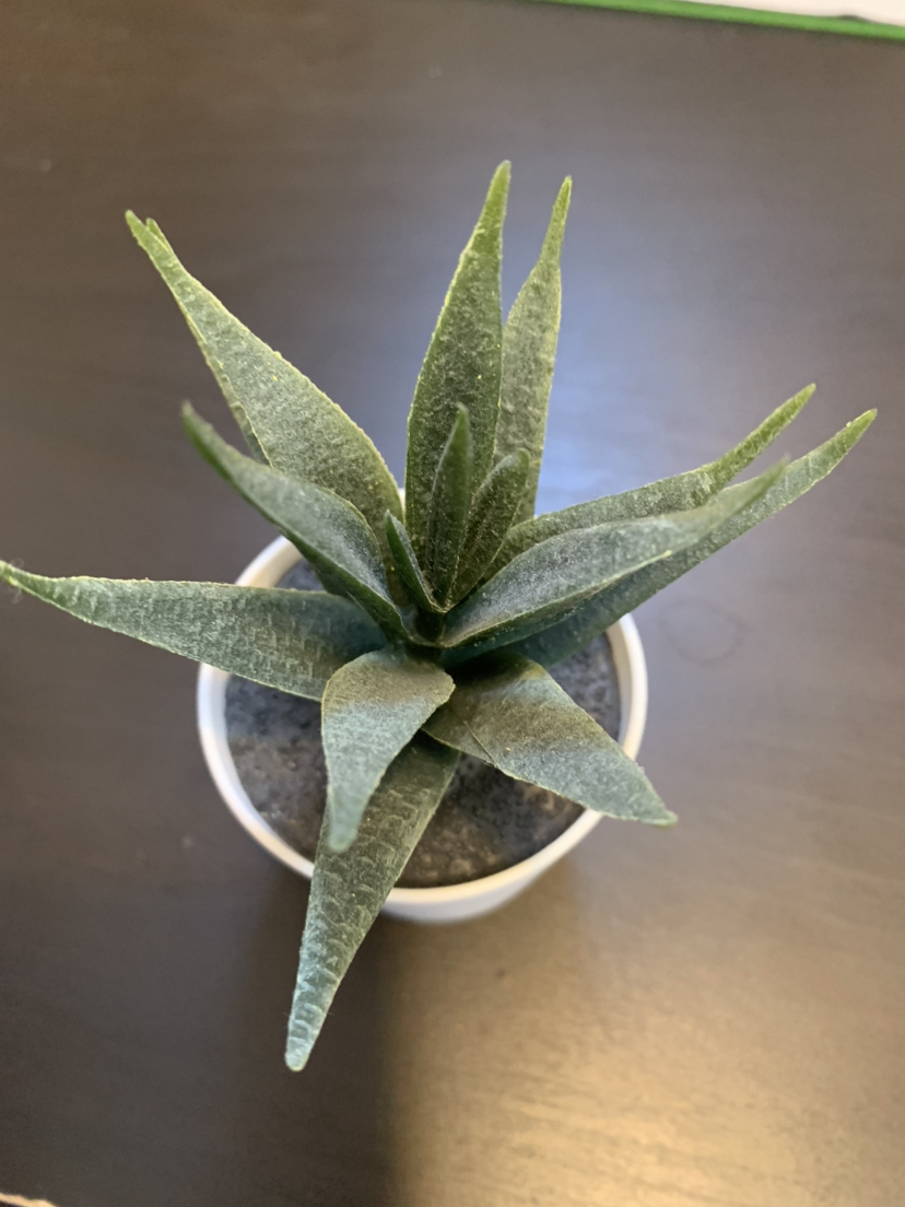 Succulent decorations 🏈 thumbnail