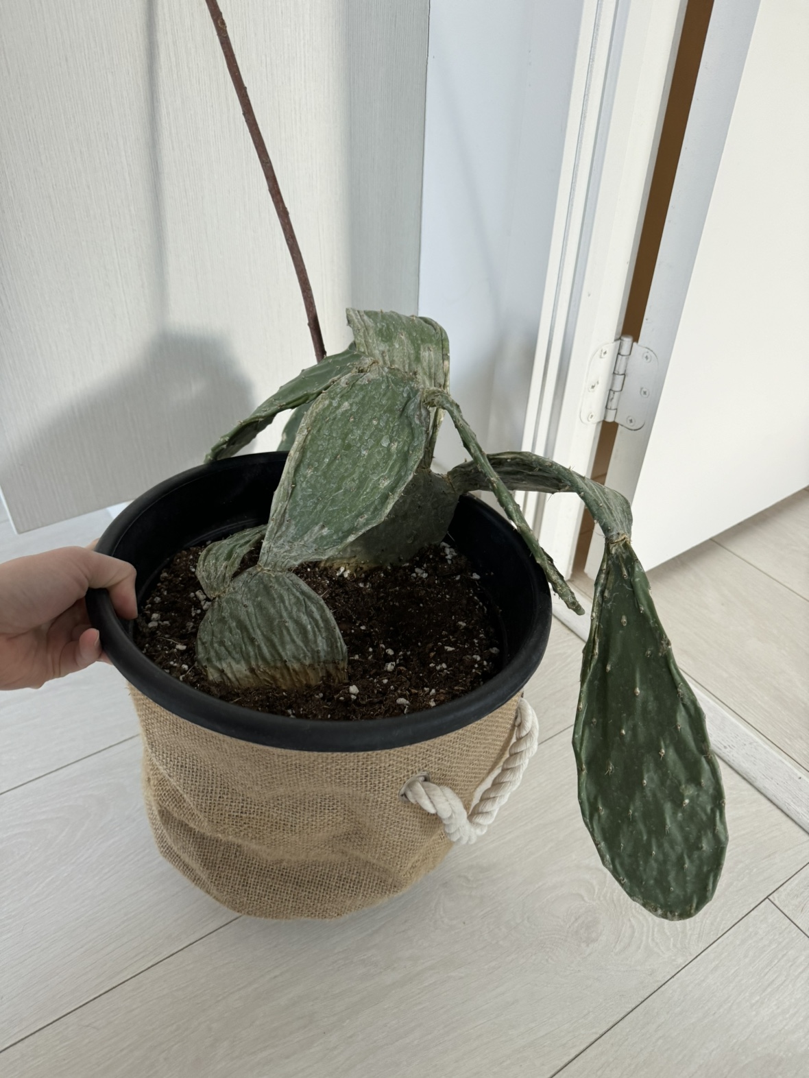 🥕 Sad 10 inch Cactus image indicator(2)