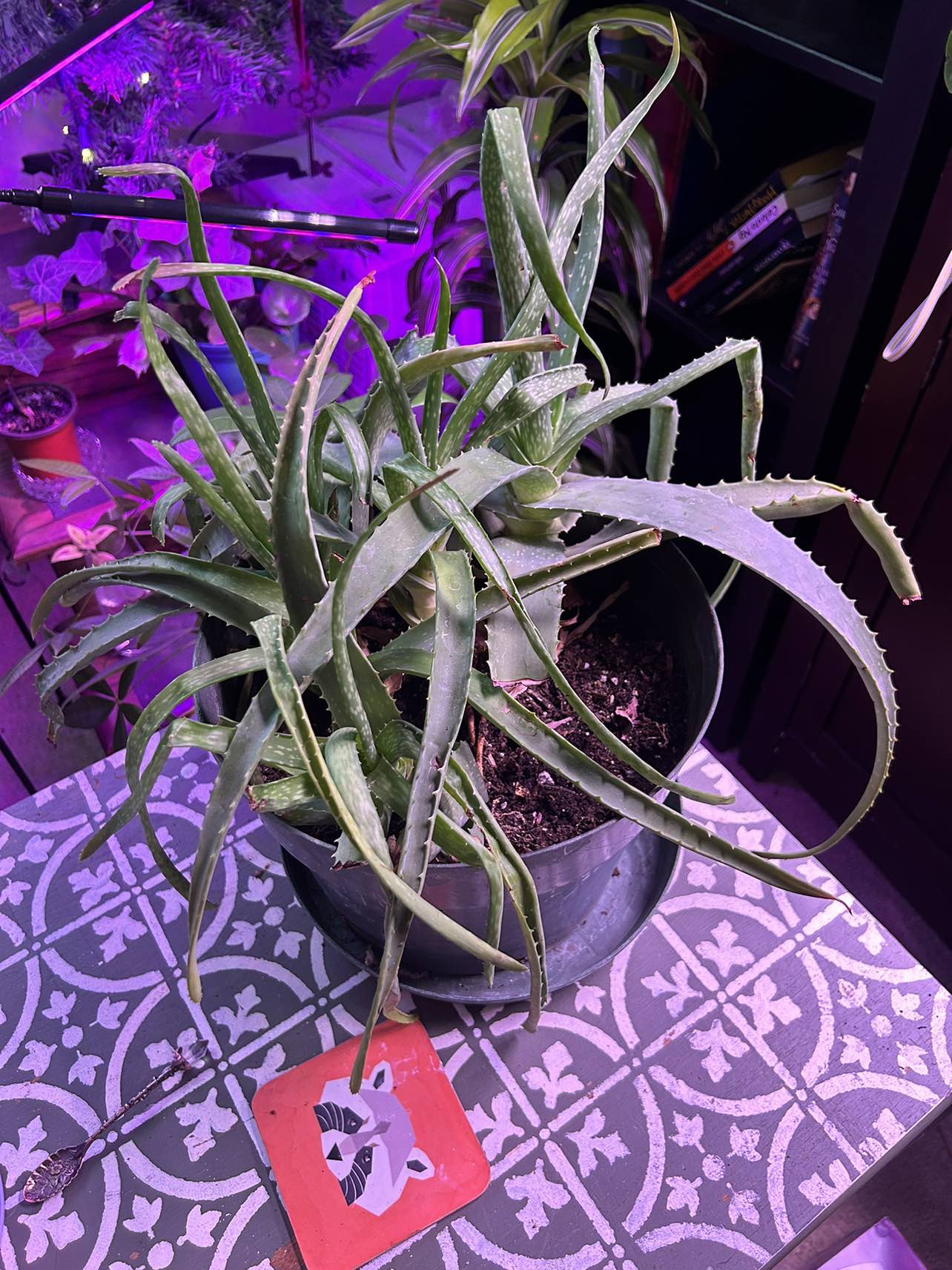 Free - established Aloe #freecycle