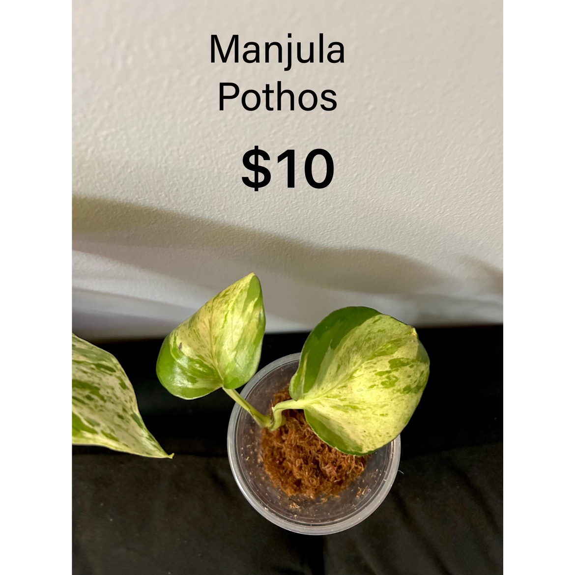 Rare Manjula Pothos thumbnail