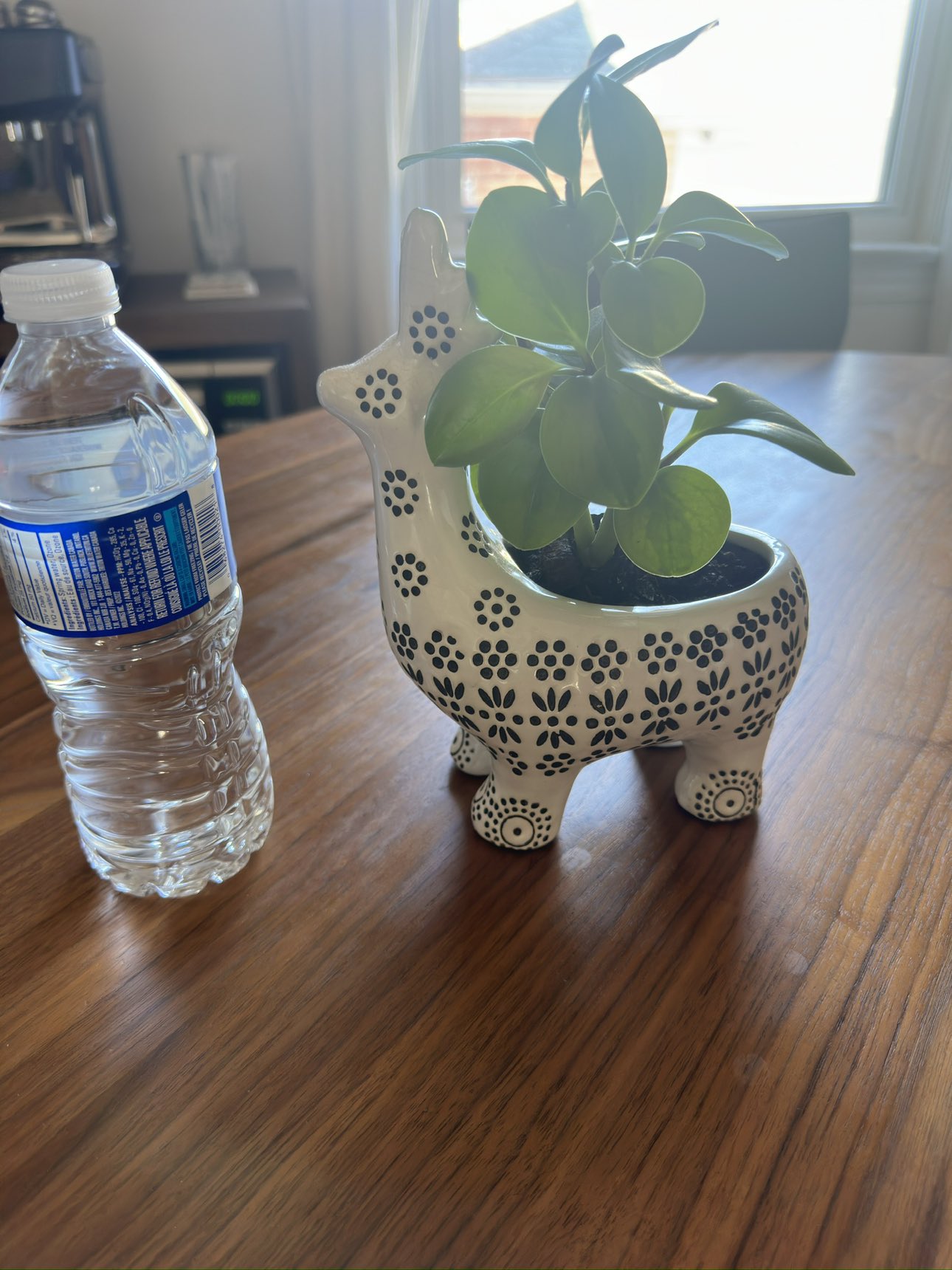 Llama with plant included - photo 3