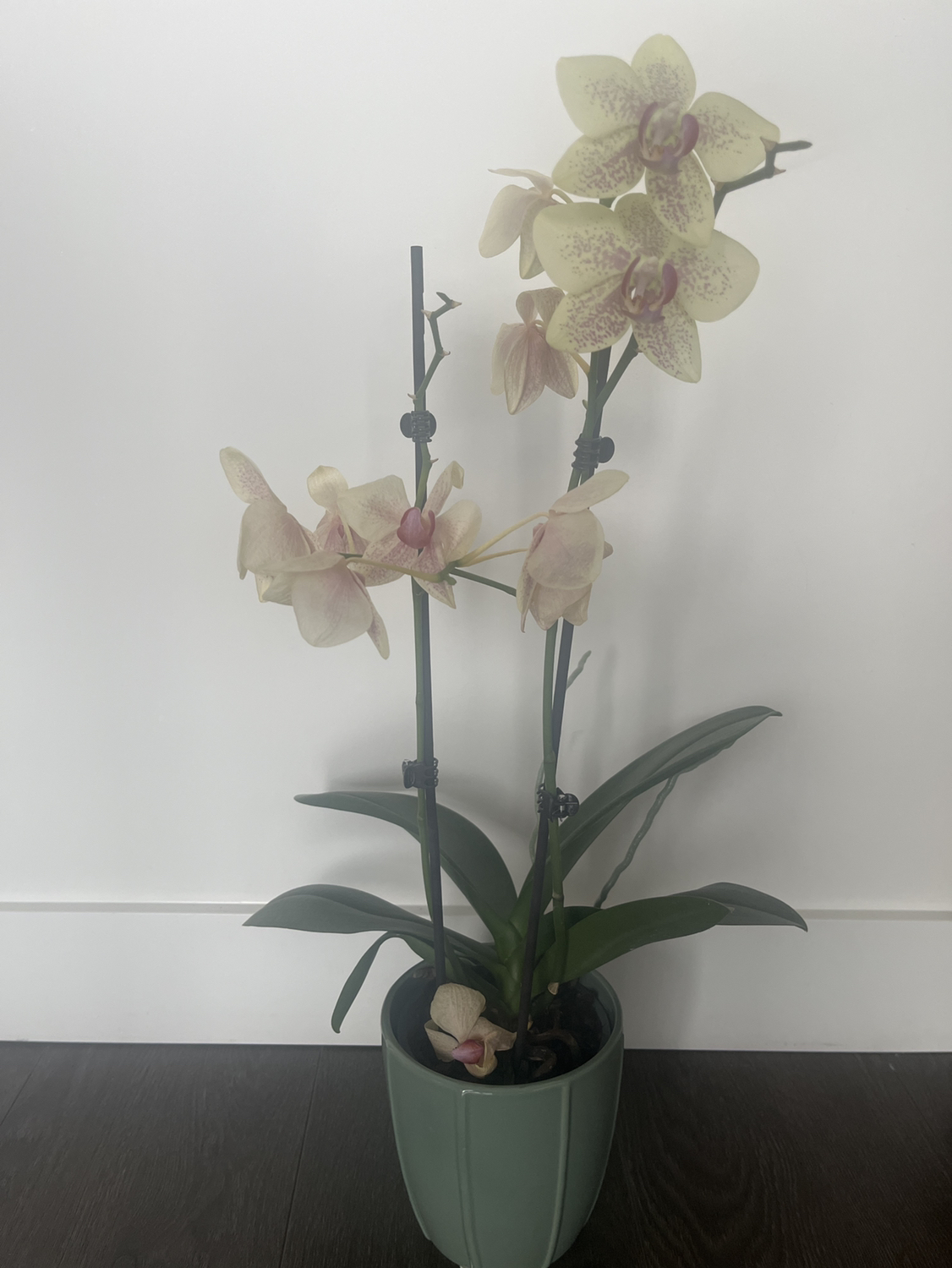 Orchid #freecycle thumbnail