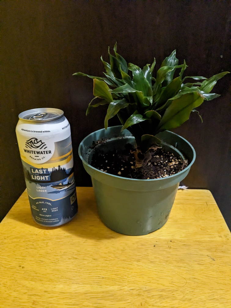 Compact Dracaena Houseplant