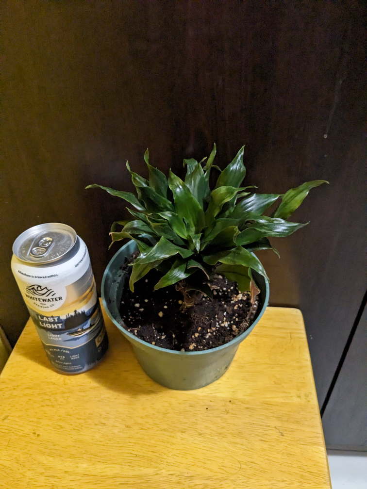 Compact Dracaena Houseplant - photo 2