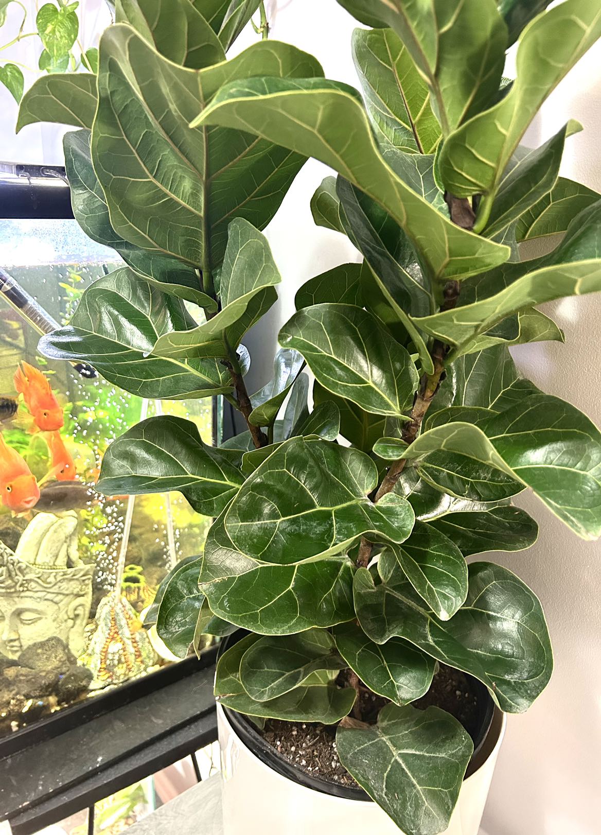 Fiddle Leaf Fig Bambino thumbnail