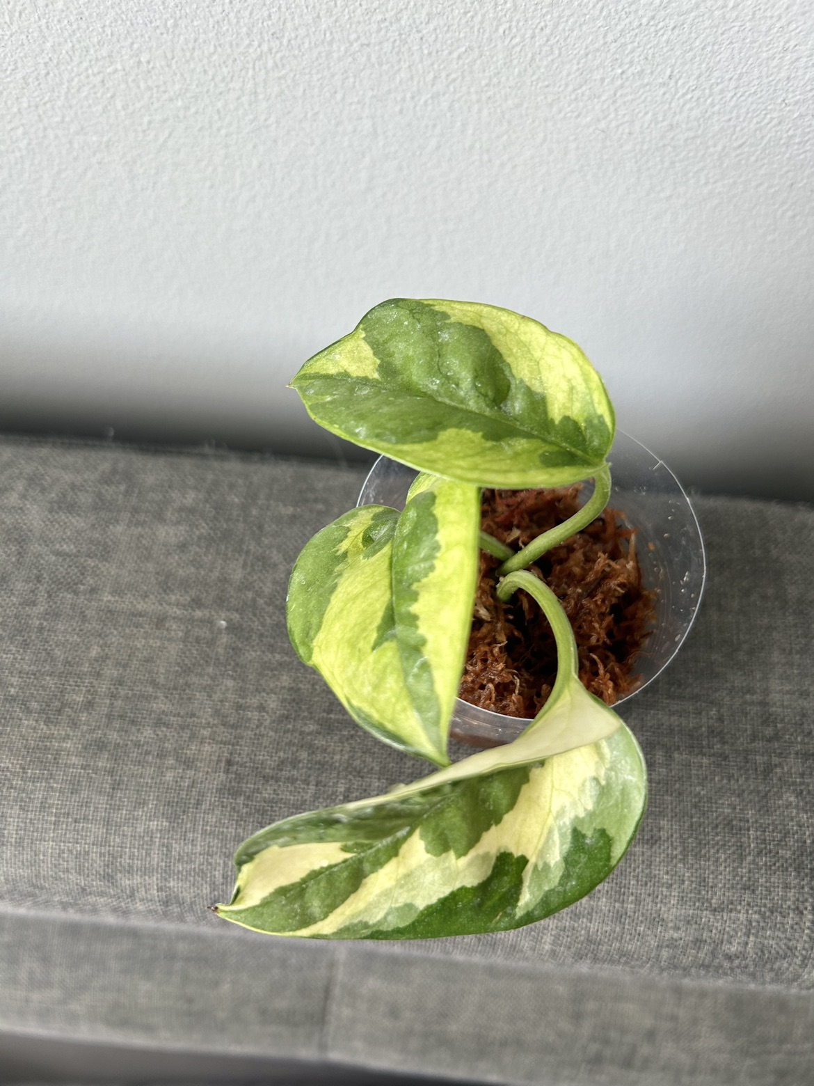 Super Rare Lemon Meringue Pothos thumbnail