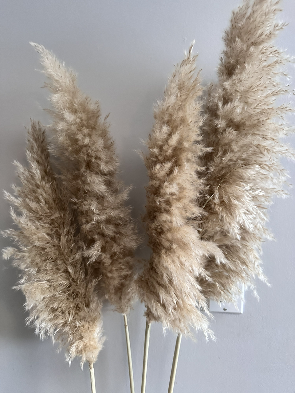 🥕4 60” real dried Pampas grass - photo 2