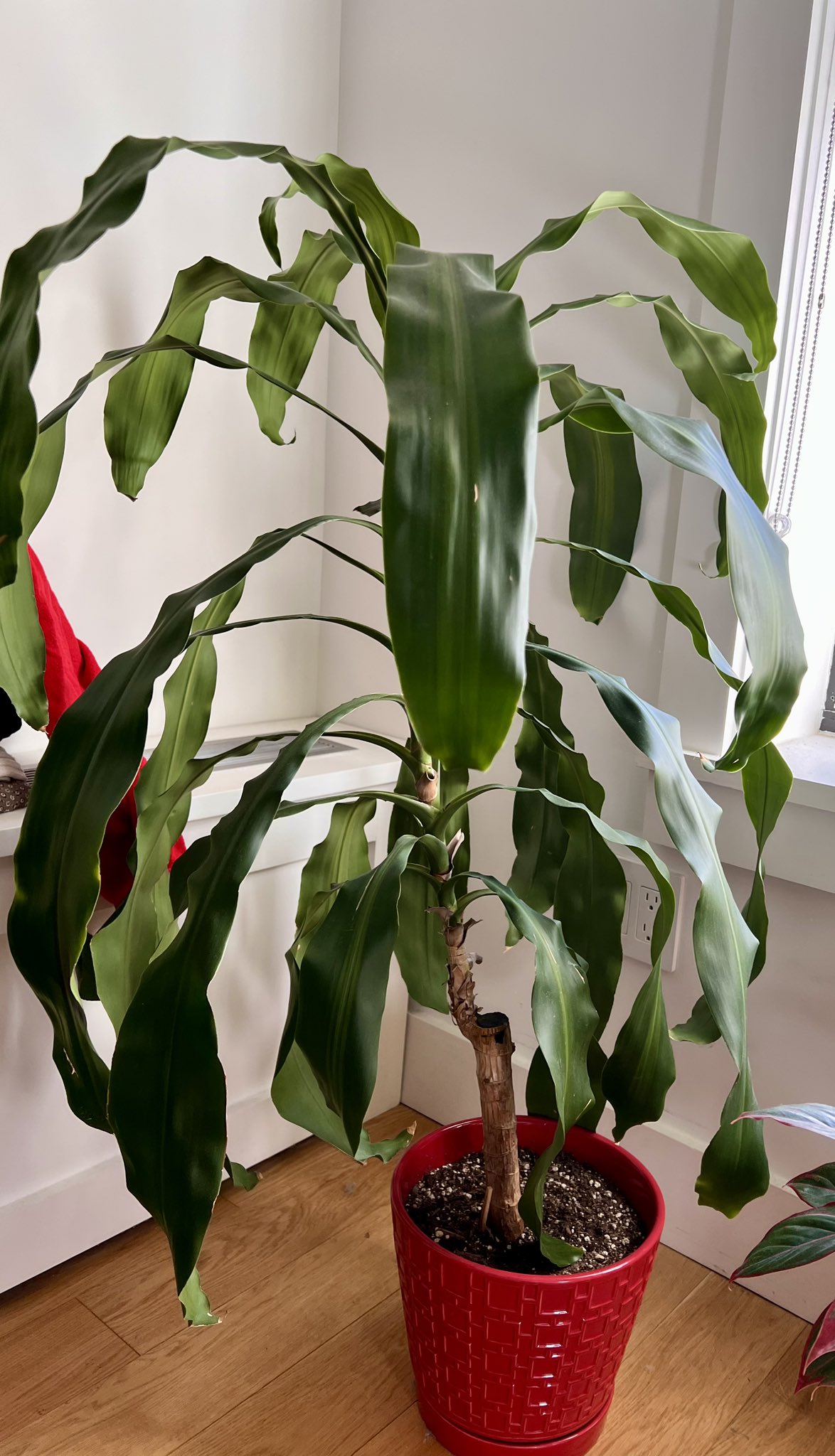 Corn plant