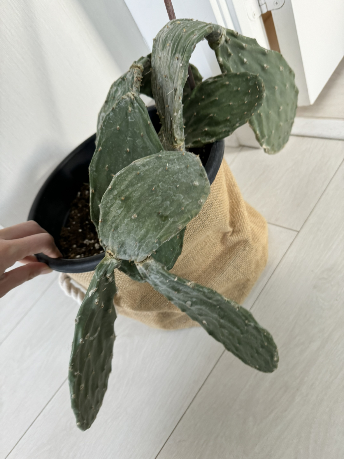 🥕 Sad 10 inch Cactus image indicator(3)