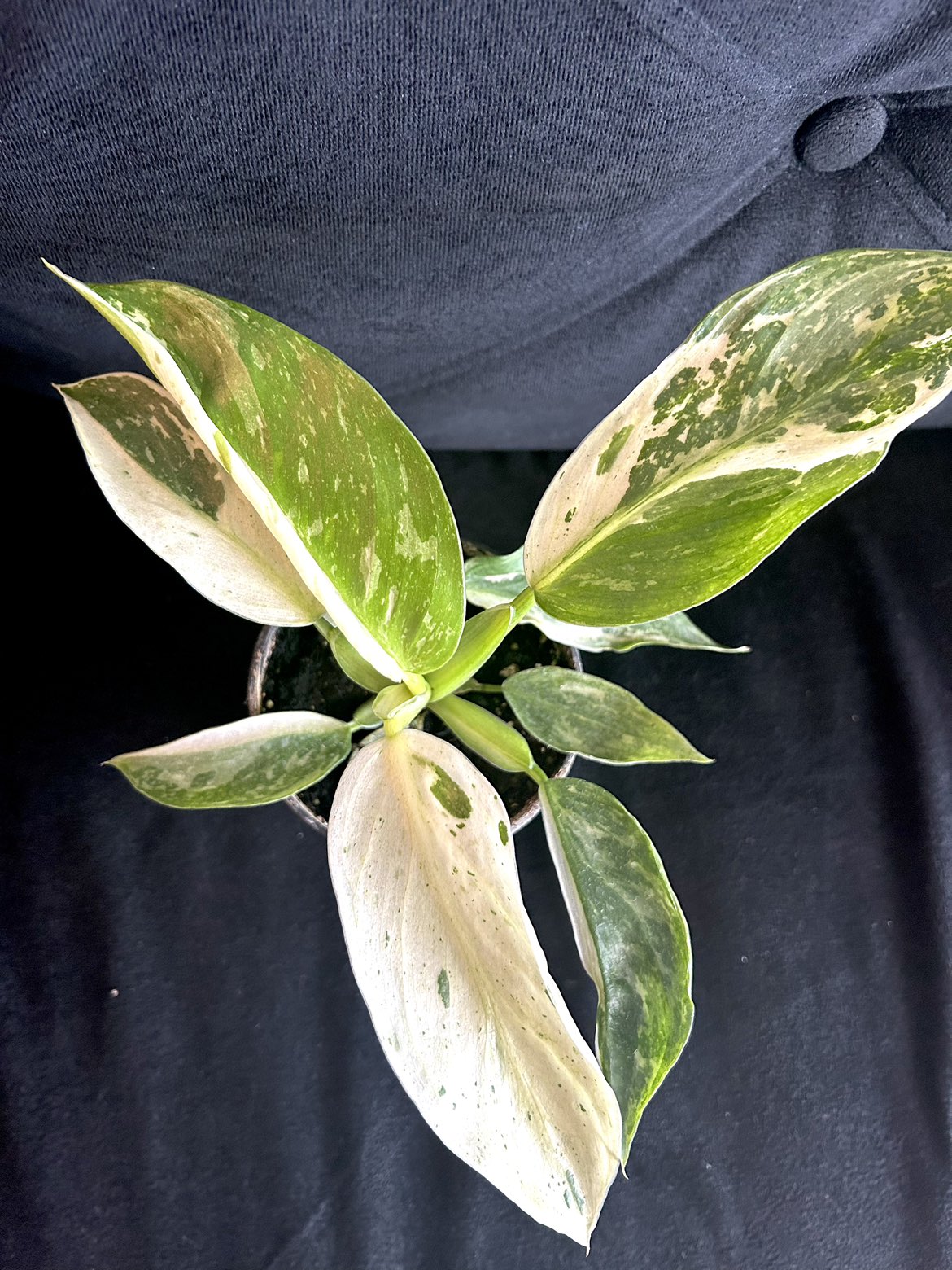 Rare Philodendron Jose Buono thumbnail