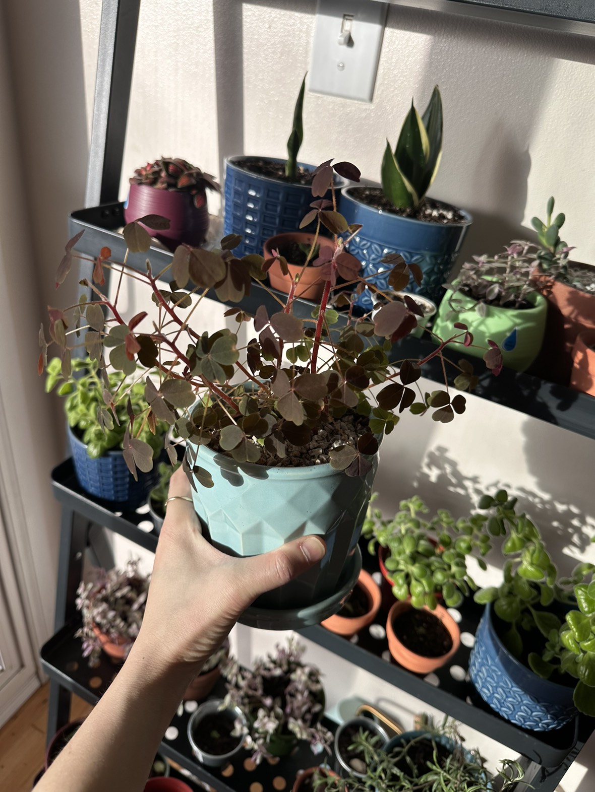 Zinfandel Oxalis vulcanicola plant, lucky leaves plant image indicator(3)