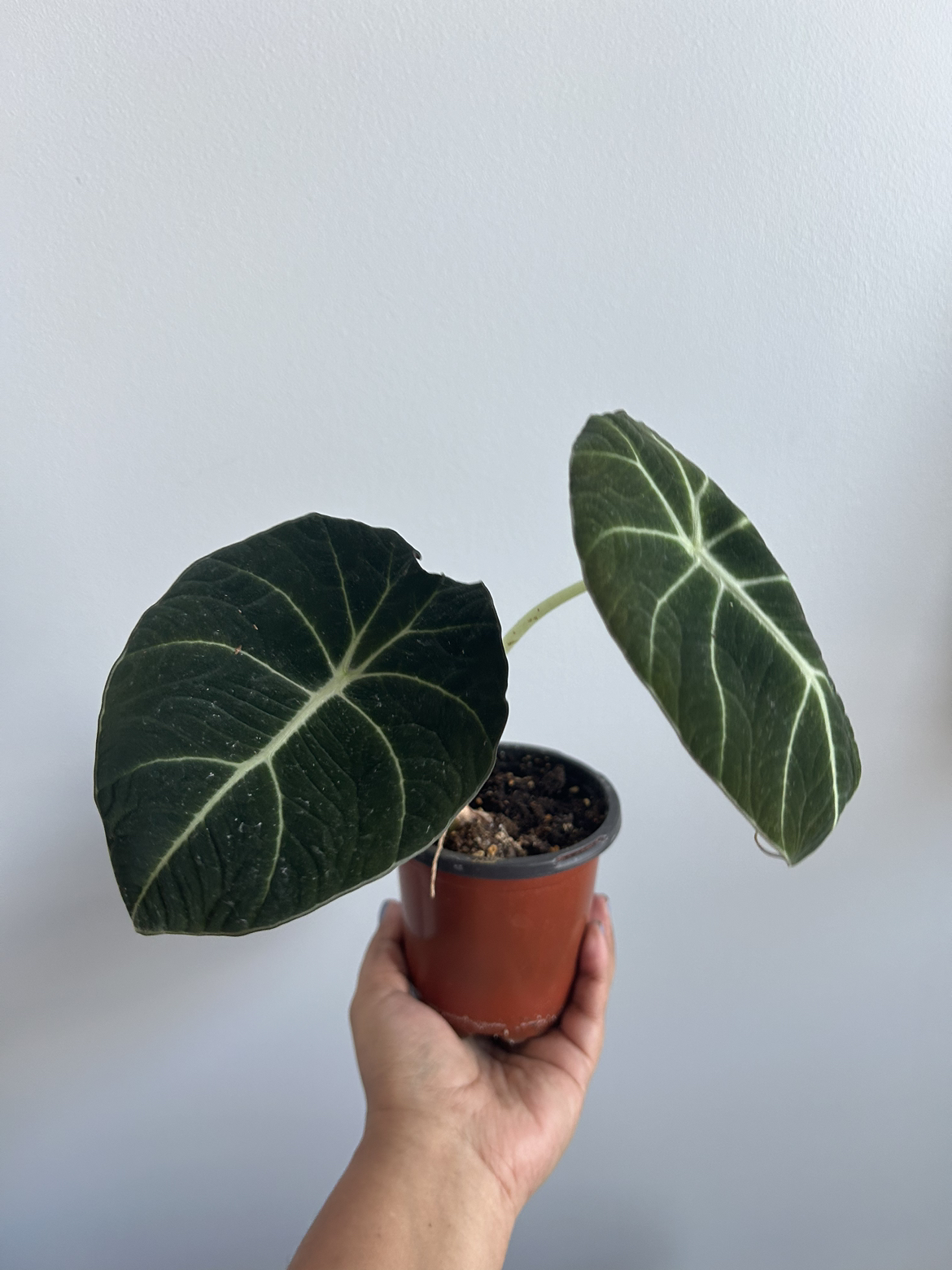Alocasia Black Velvet thumbnail