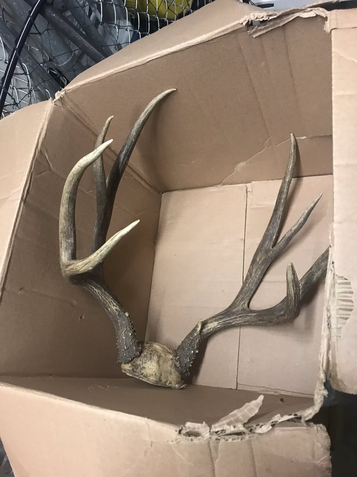 🥕Deer black tail horn medium large thumbnail