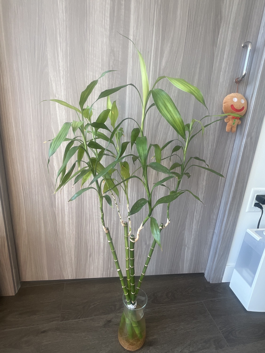 Lucky bamboo thumbnail