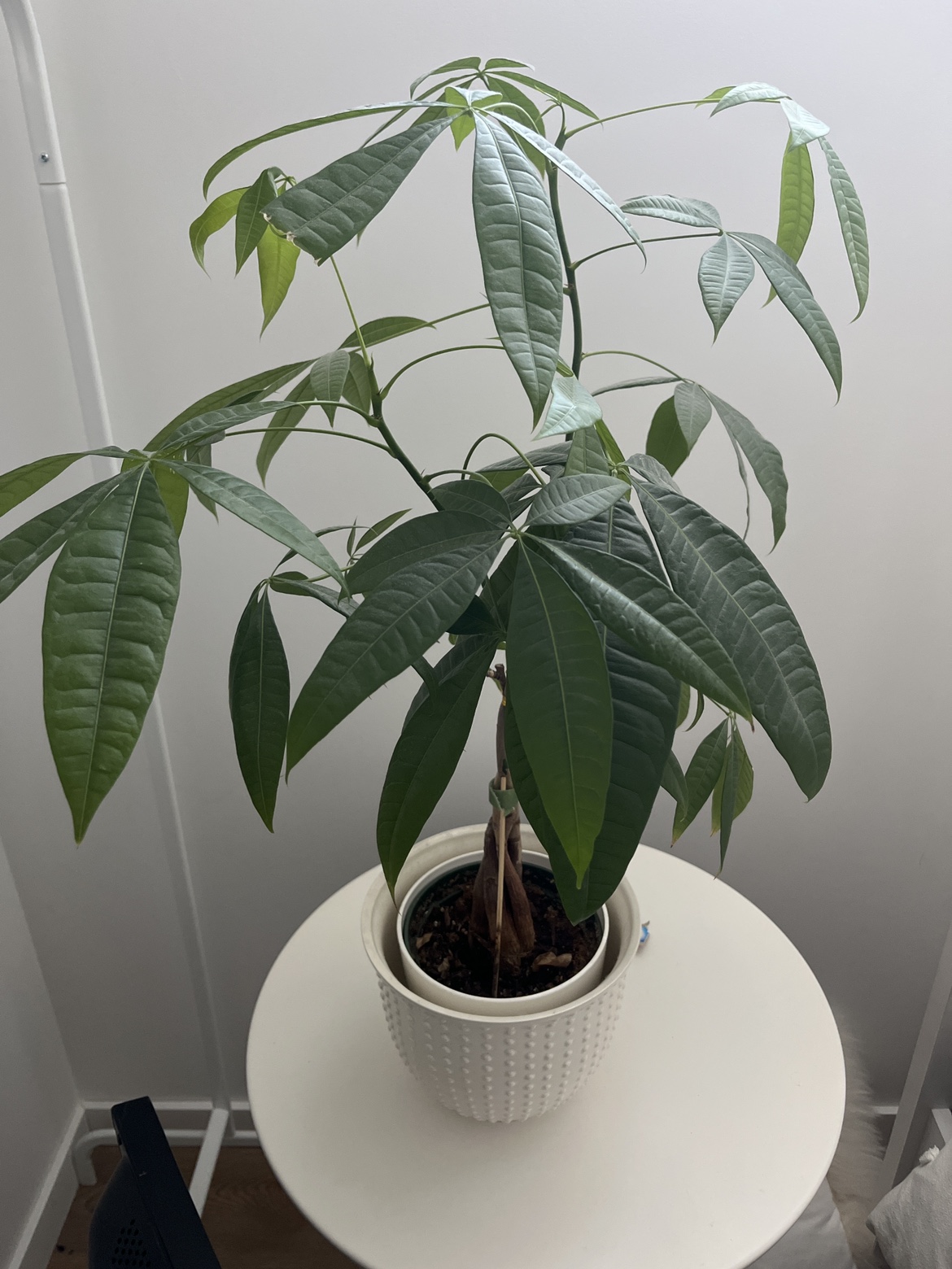 money tree plant