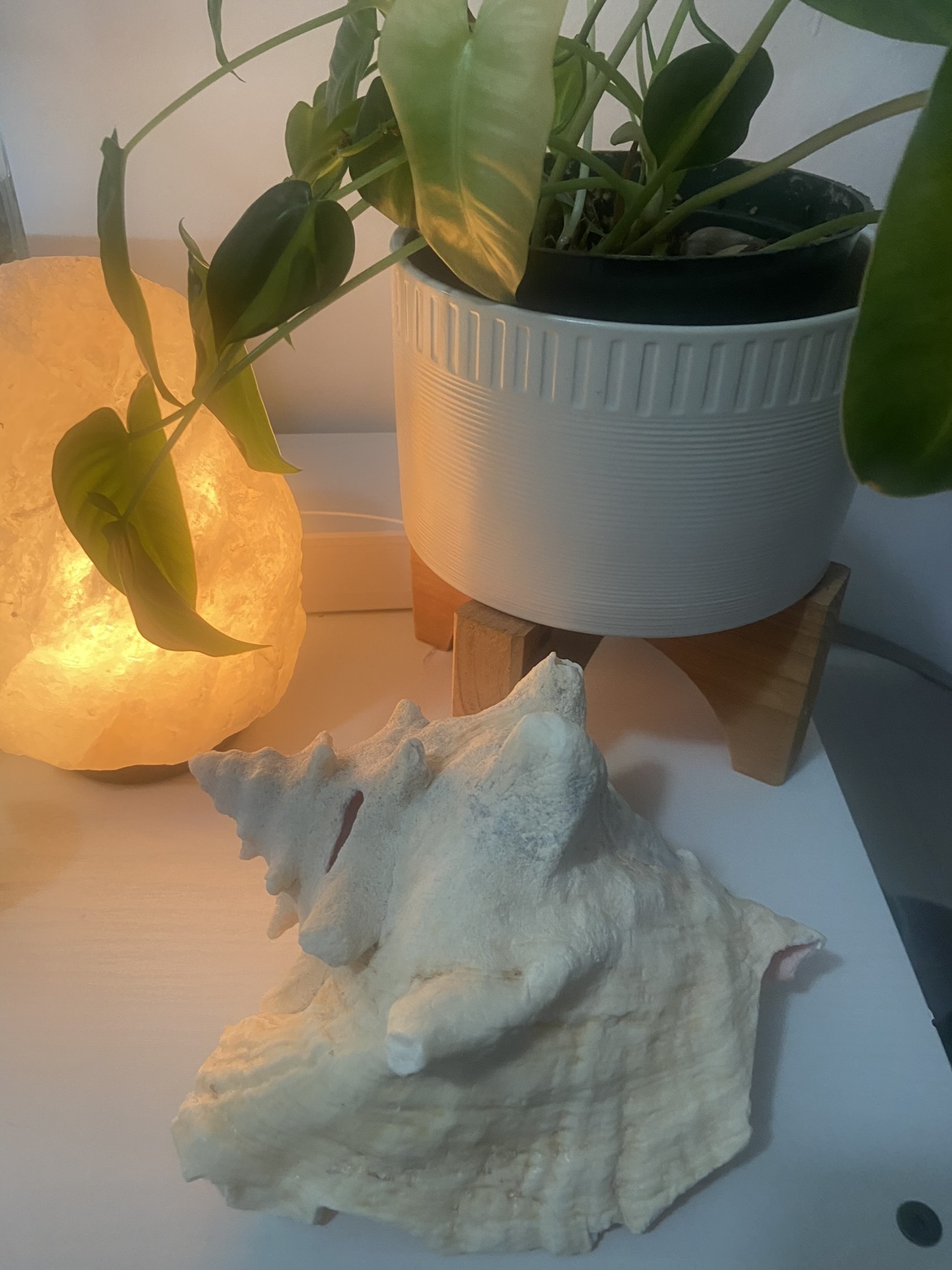 Conch Shell