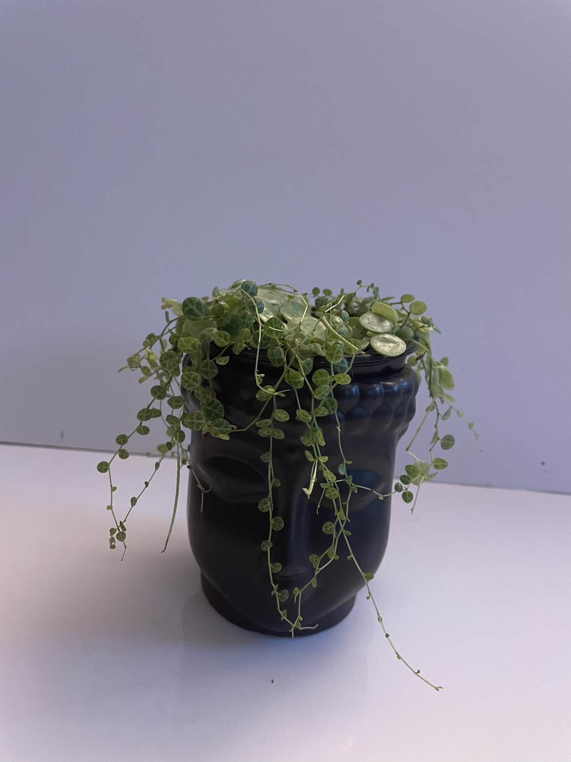 String of turtles on pretty pot 🏈 thumbnail