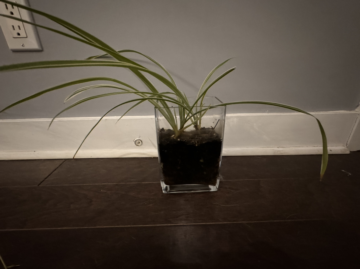 Spider plant thumbnail