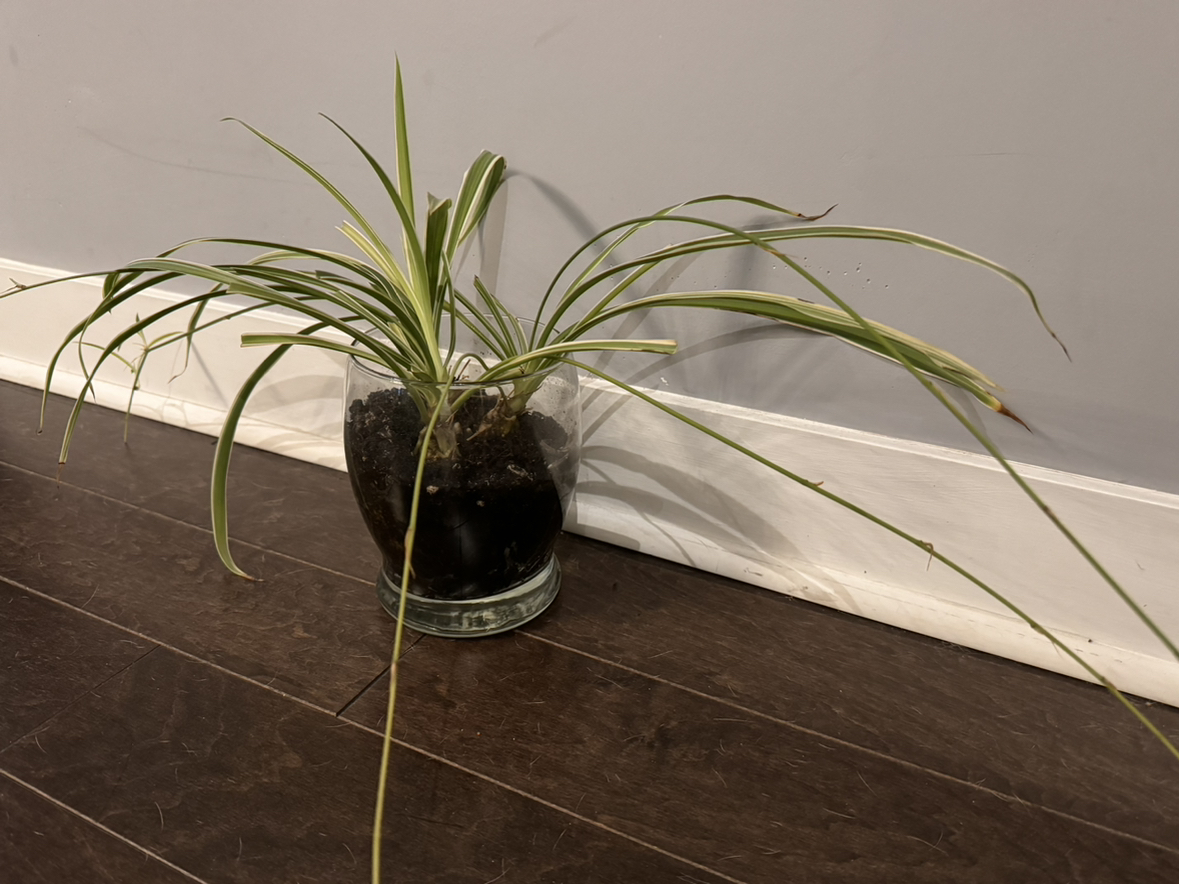 Another spider plant looking for a home! thumbnail