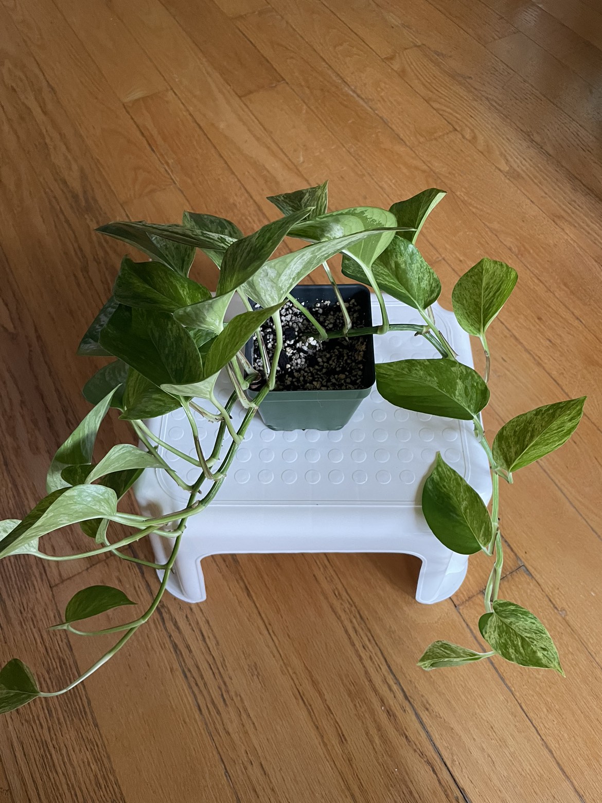 🪴Golden Pothos Plant thumbnail