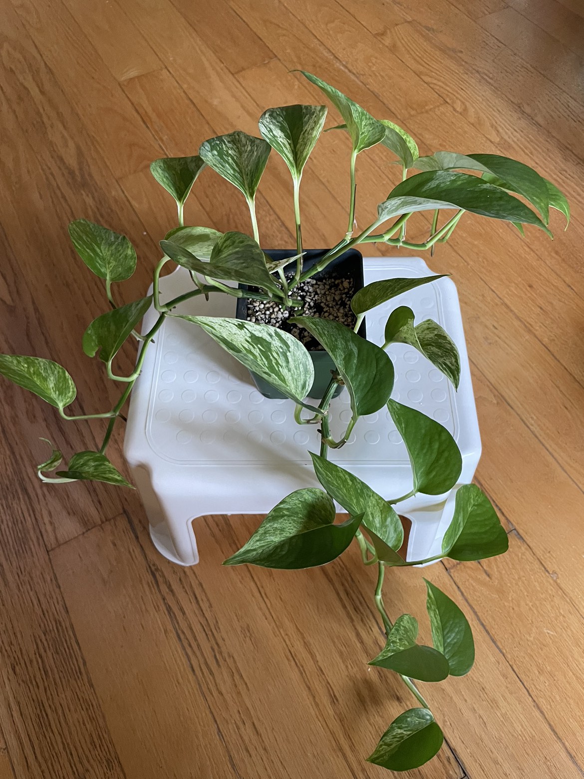 🪴Golden Pothos Plant thumbnail