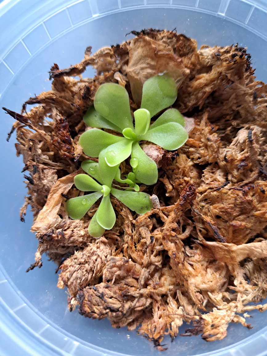 Butterwort plants image indicator(2)