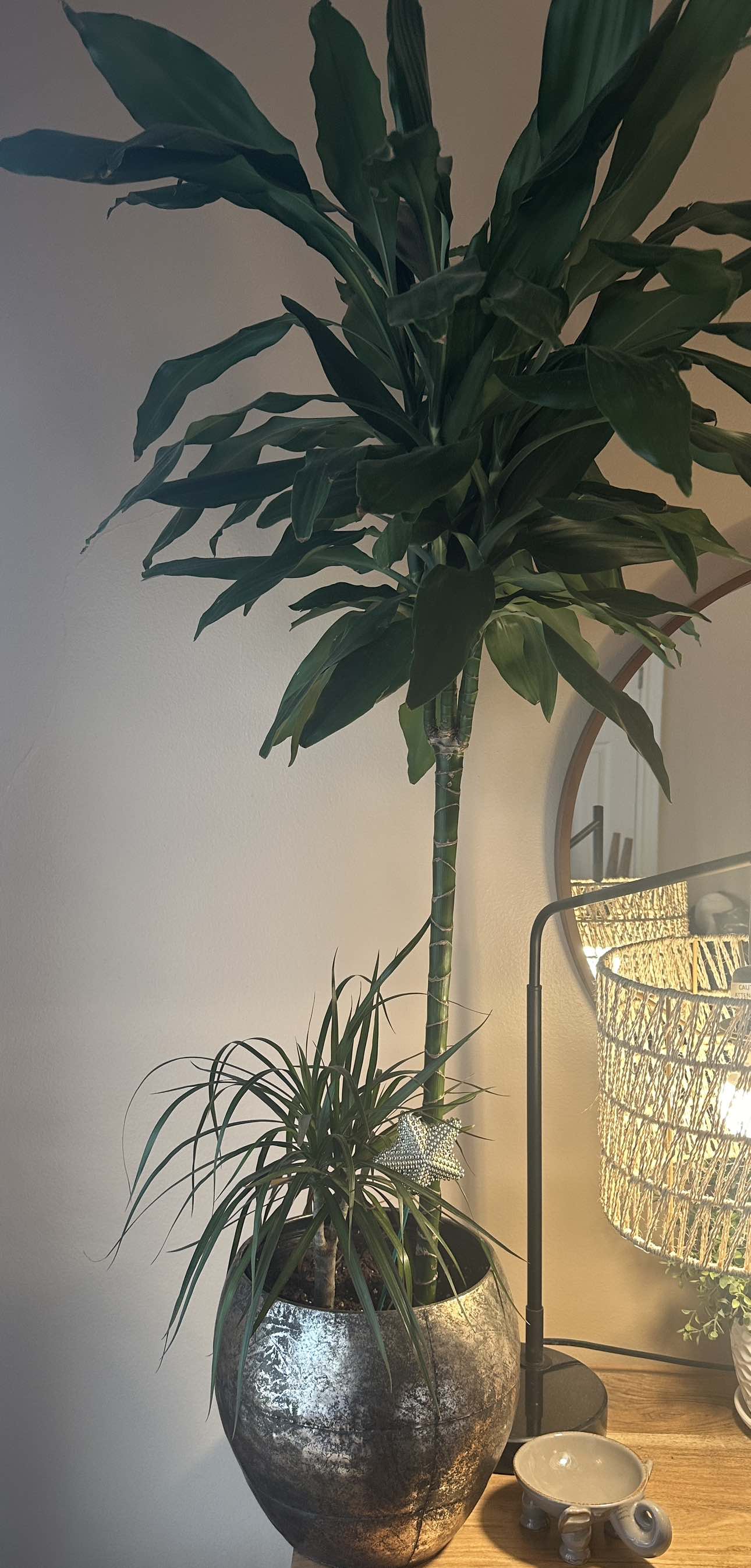 Price Firm - 2 healthy live plants (vase & stand included) - photo 2