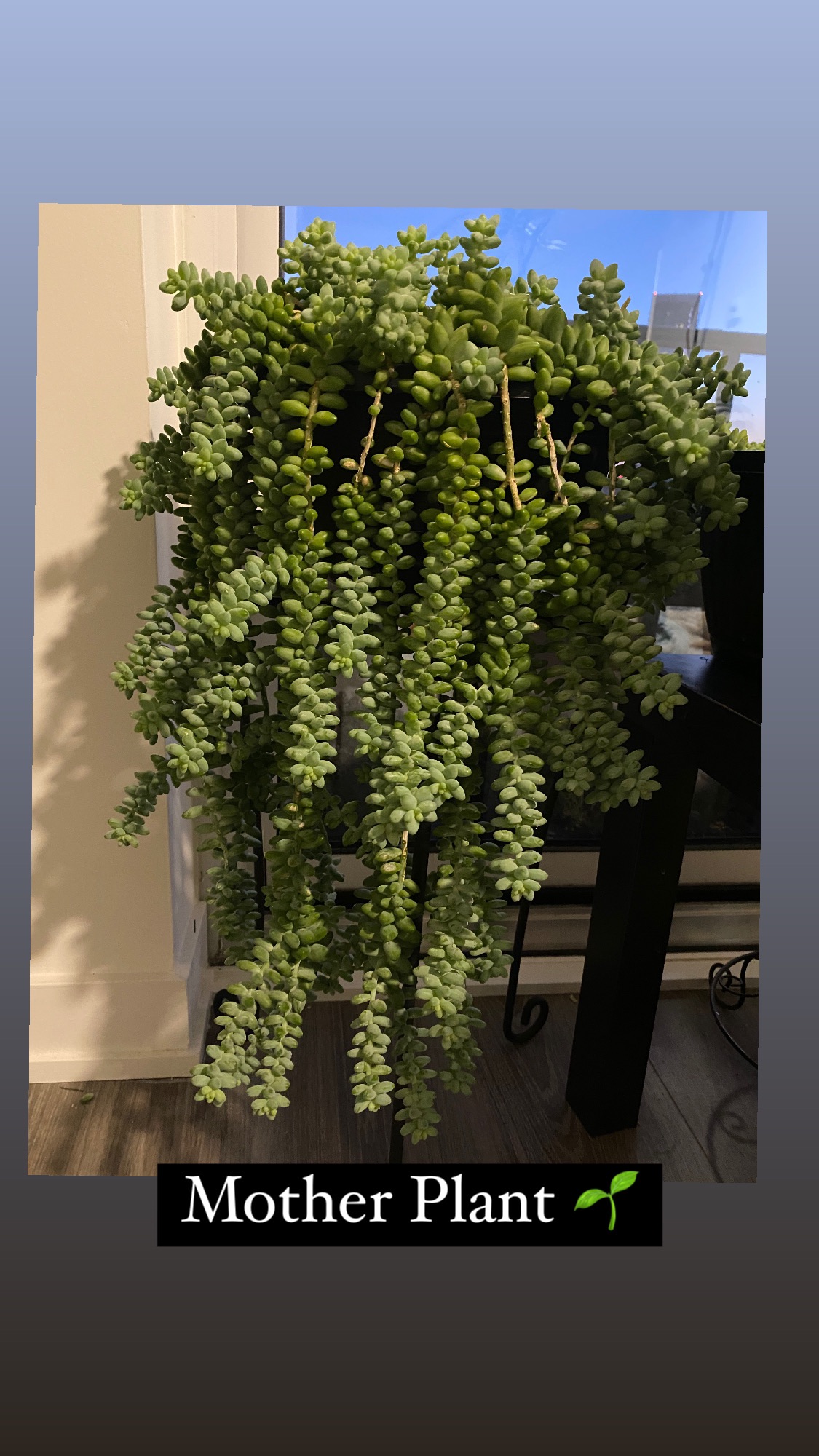 Burro's-tail/Sedum Donkey’s Tail - photo 3