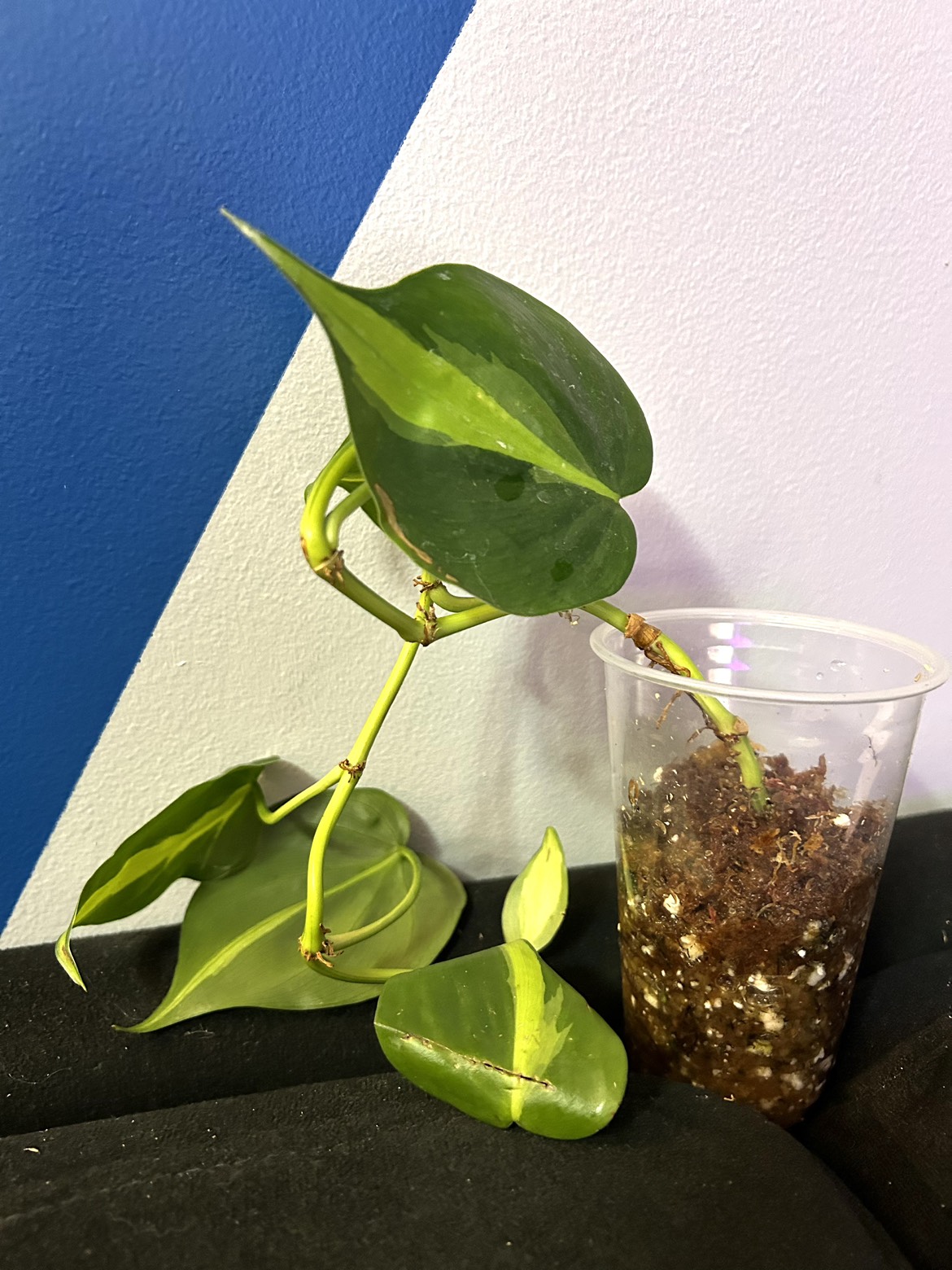 Brazil Philodendron thumbnail