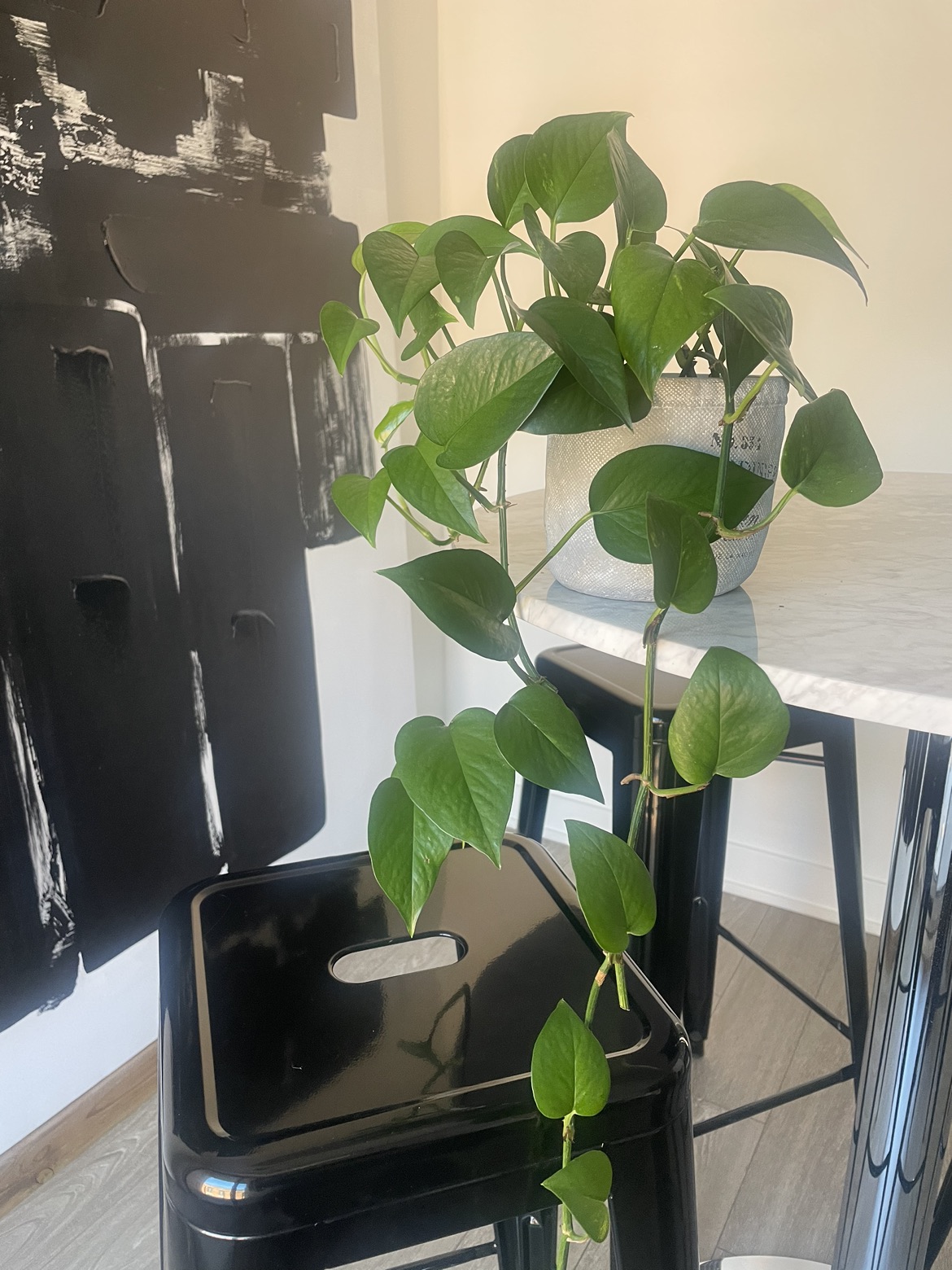 Growing pothos plant in pot 🌱🪴 image indicator(6)