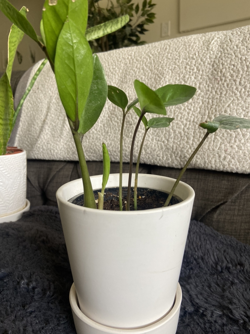 Small ZZ Plant thumbnail