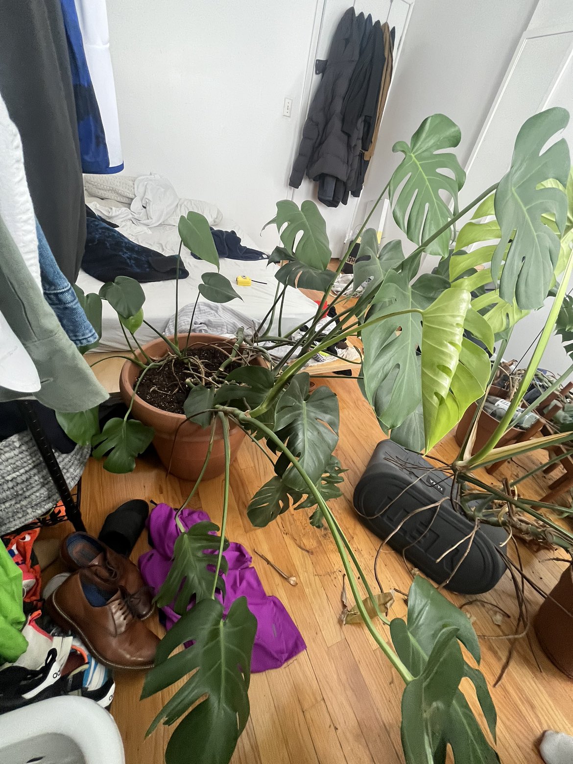 Huge Monstera - photo 2
